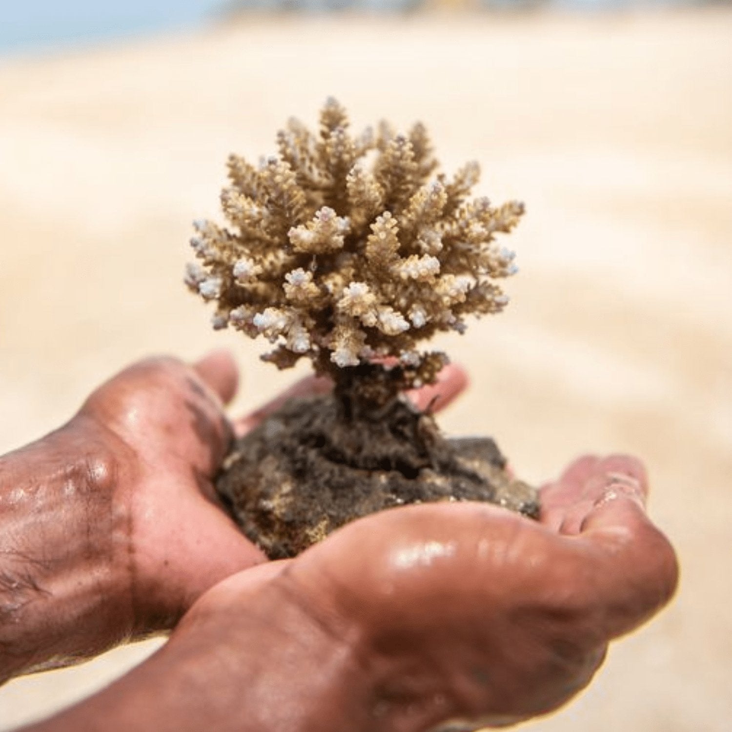 Adopt a baby coral - Vandaya