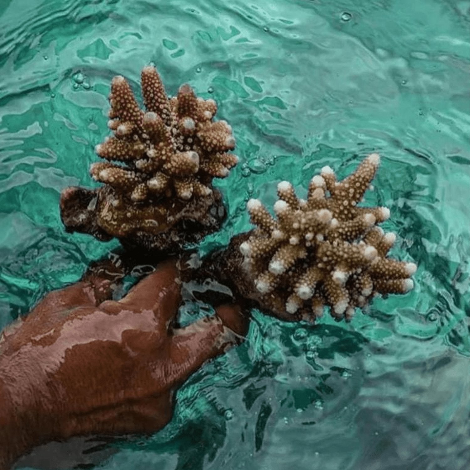 Adopt a baby coral - Vandaya